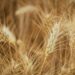 Photo Golden grains