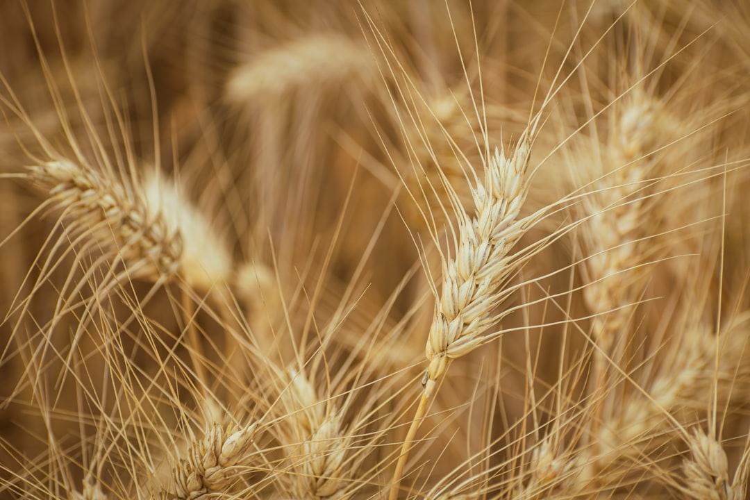 Photo Golden grains